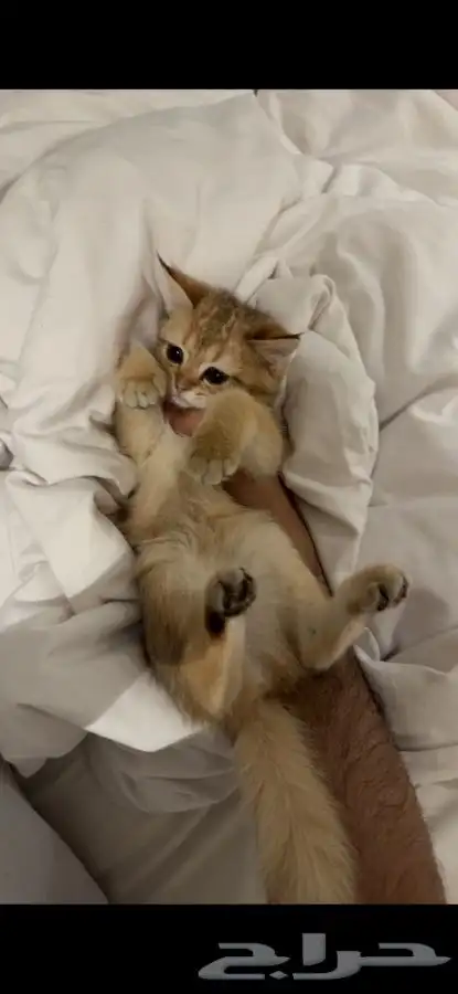 ثلاث قطط للتبني بسعر رمزي صغيرات اعمارهم 4 شهور وحلوات 2