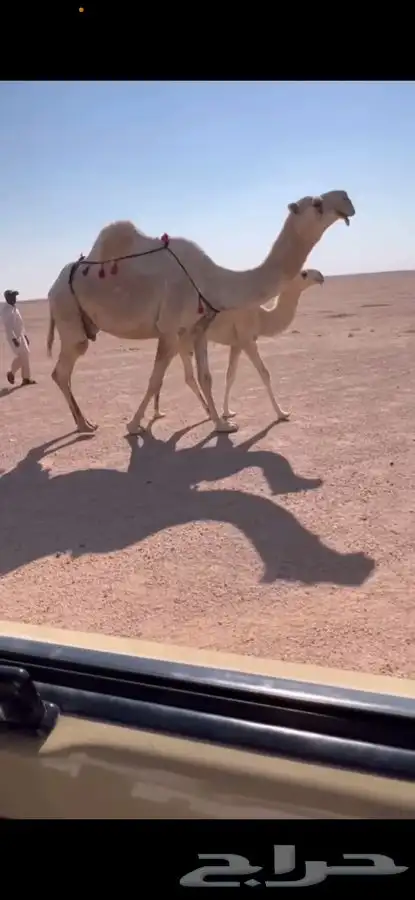 للبيع اعشرا عليانيه كفووو 0