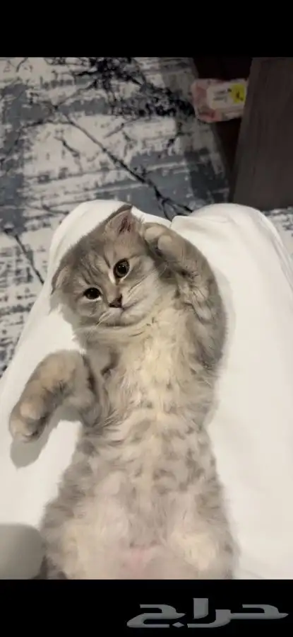 ثلاث قطط للتبني بسعر رمزي صغيرات اعمارهم 4 شهور وحلوات 4