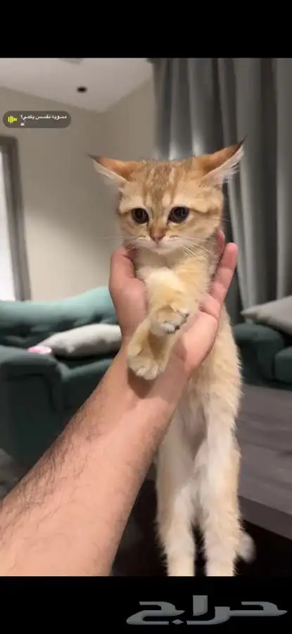 ثلاث قطط للتبني بسعر رمزي صغيرات اعمارهم 4 شهور وحلوات 0