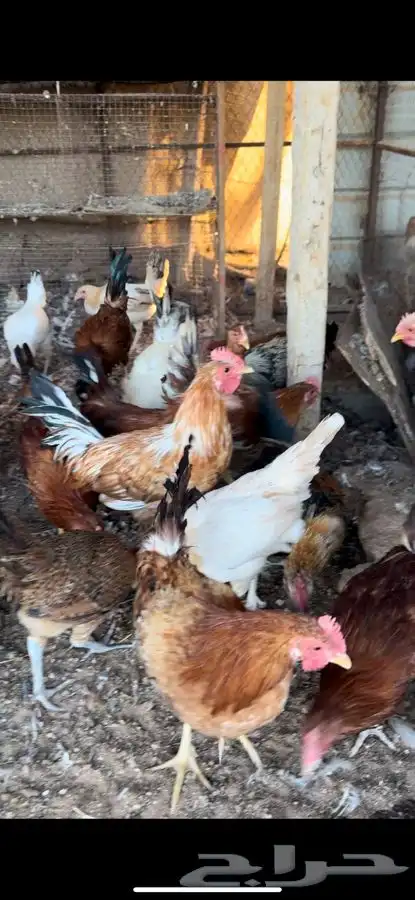 دجاج بشاير عمارهن 6 شهور العدد تقريبن 70 الى 75 1