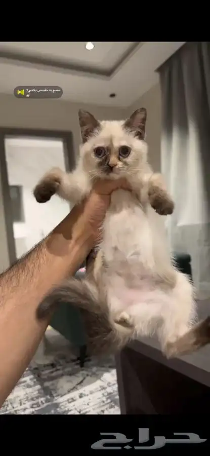 ثلاث قطط للتبني بسعر رمزي صغيرات اعمارهم 4 شهور وحلوات 1