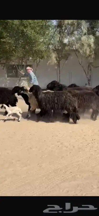 غنم عرب خصم واشباب 0