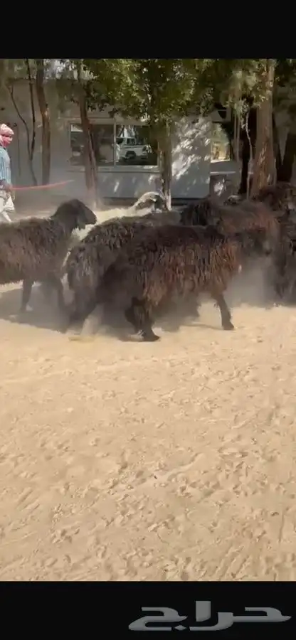 غنم عرب خصم واشباب 4