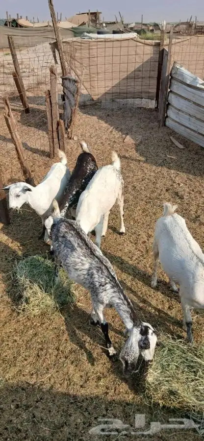 جفار جذعات دفيع كلها مراح واحد جم ماعد واحده 1250لراس 8