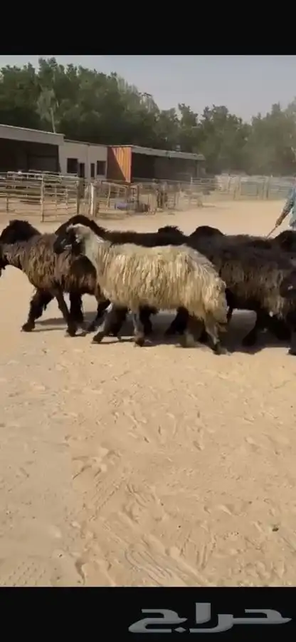 غنم عرب خصم واشباب 17