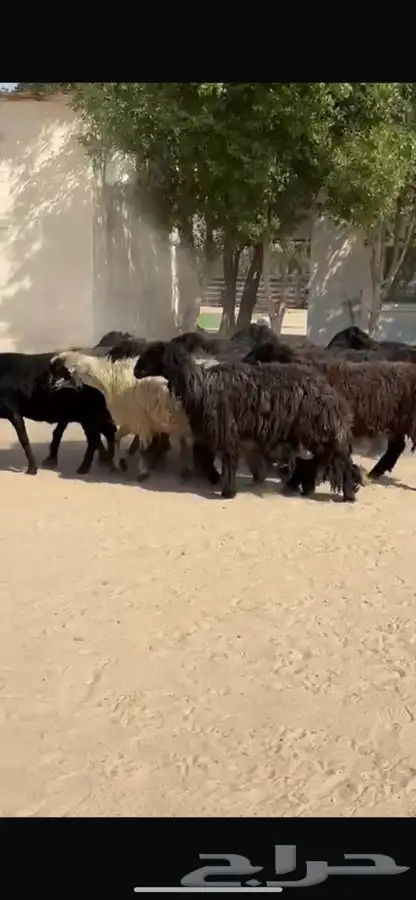 غنم عرب خصم واشباب 10