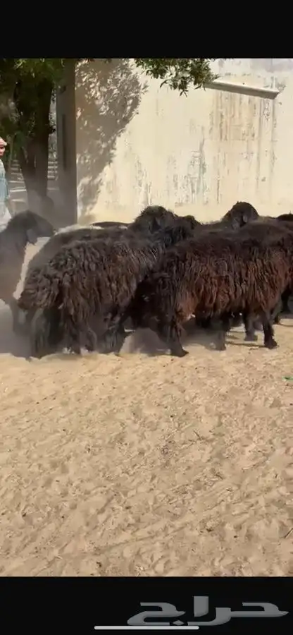 غنم عرب خصم واشباب 3