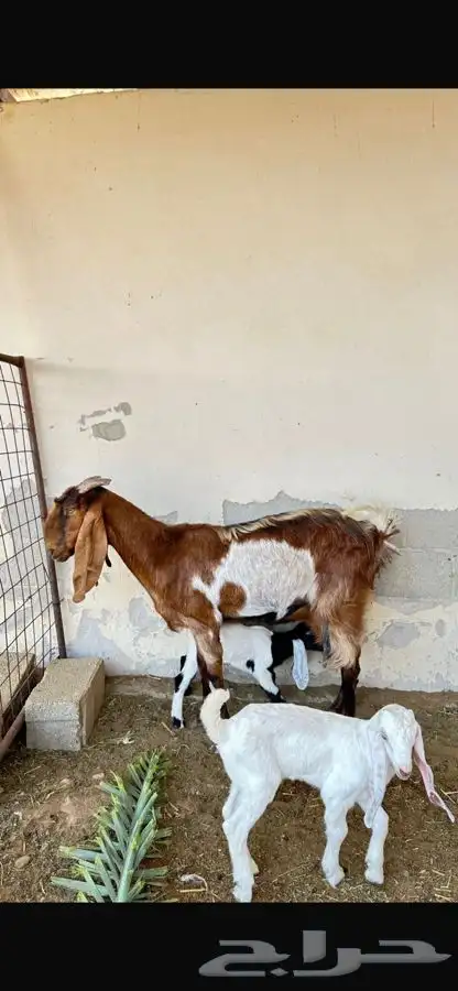 عنز والد مطوره خصم شبب متاوم 2 تيوس صنف 2