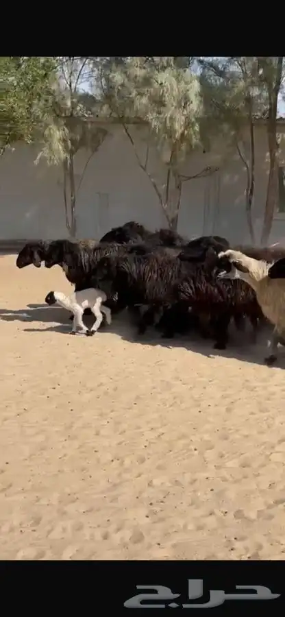 غنم عرب خصم واشباب 7