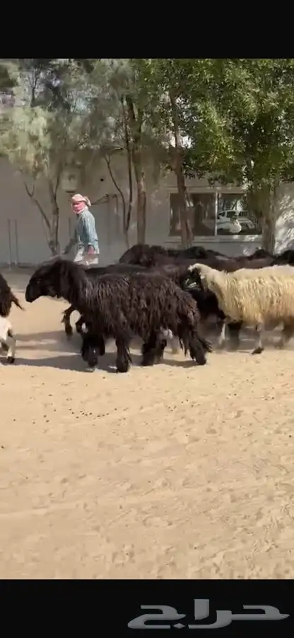 غنم عرب خصم واشباب 1
