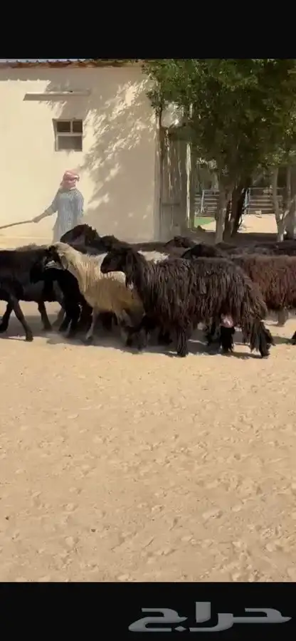 غنم عرب خصم واشباب 14