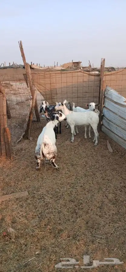 جفار جذعات دفيع كلها مراح واحد جم ماعد واحده 1250لراس 5