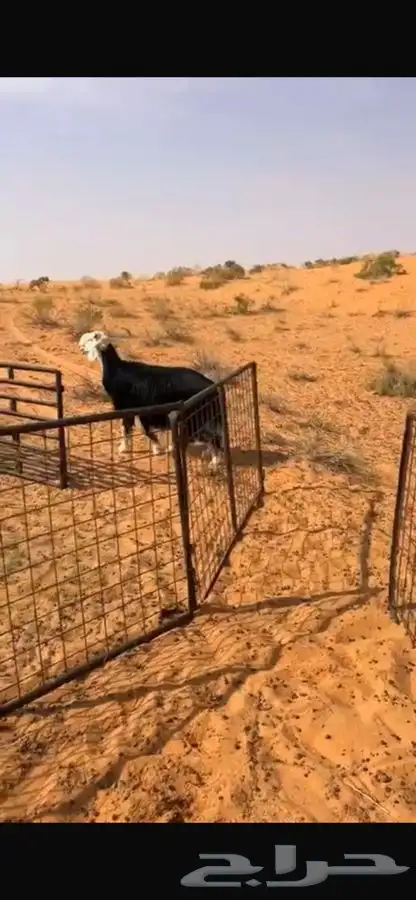 خروف نجدي فحل 1