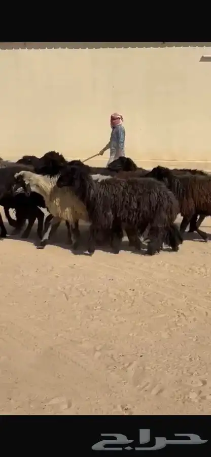 غنم عرب خصم واشباب 9