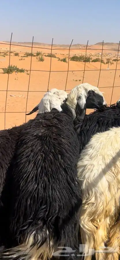 خرفان نجد 3