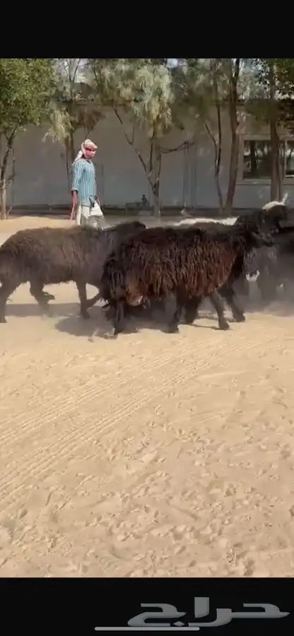 غنم عرب خصم واشباب 5