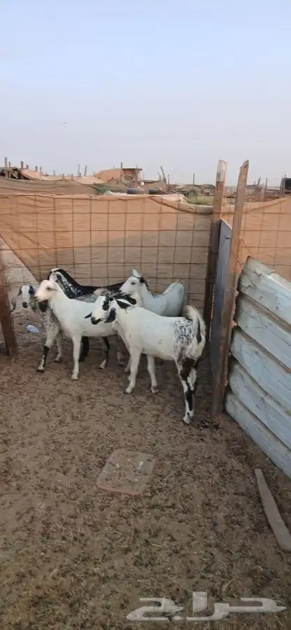 جفار جذعات دفيع كلها مراح واحد جم ماعد واحده 1250لراس 1