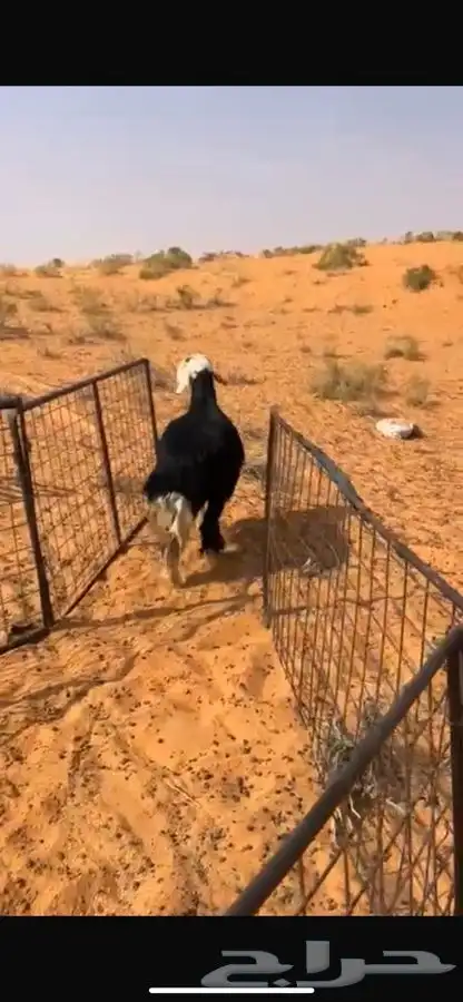 خروف نجدي فحل 2