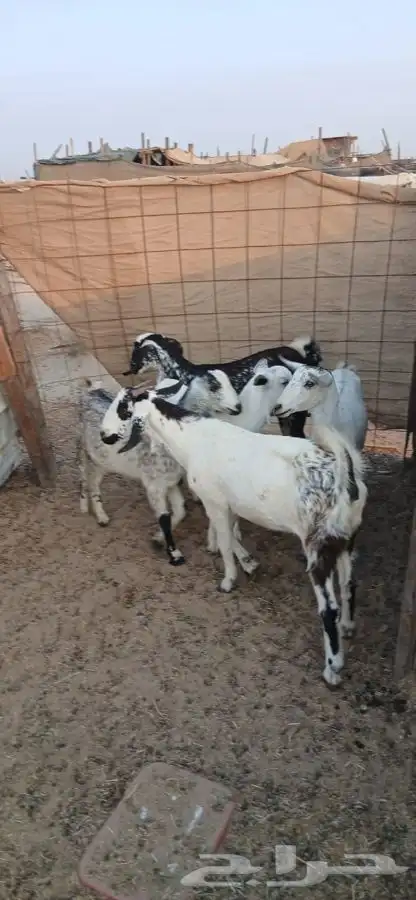 جفار جذعات دفيع كلها مراح واحد جم ماعد واحده 1250لراس 0