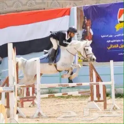 مدرب ركوب الخيل 0