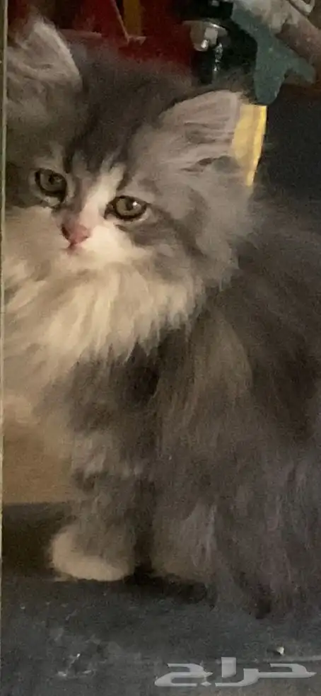 قطه وأطفالها 3 1