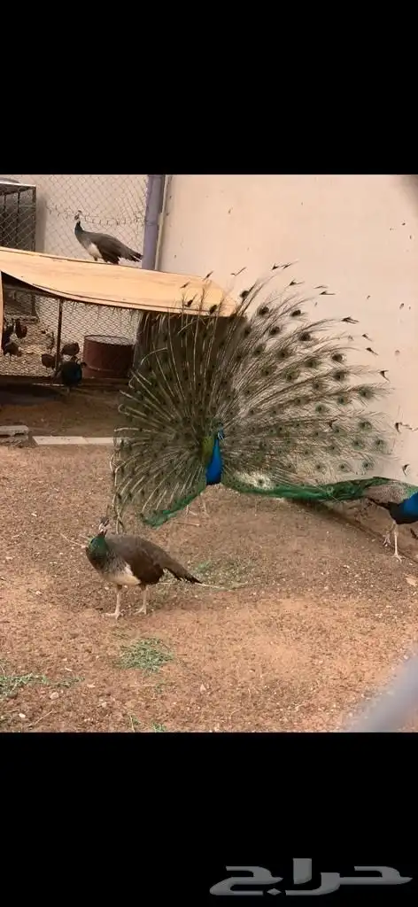 مجموعه طواويس للبيع 2