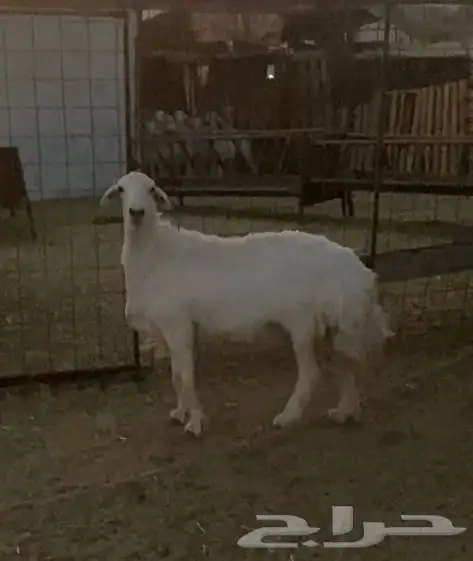 نعجة حايل شحم فل 2