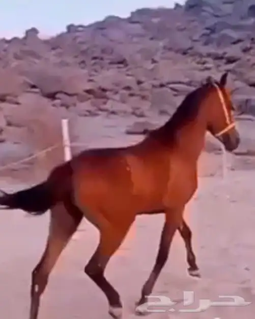 حصان شعبي للبيع 2