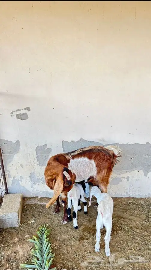 عنز والد مطوره خصم شبب متاوم 2 تيوس صنف 0