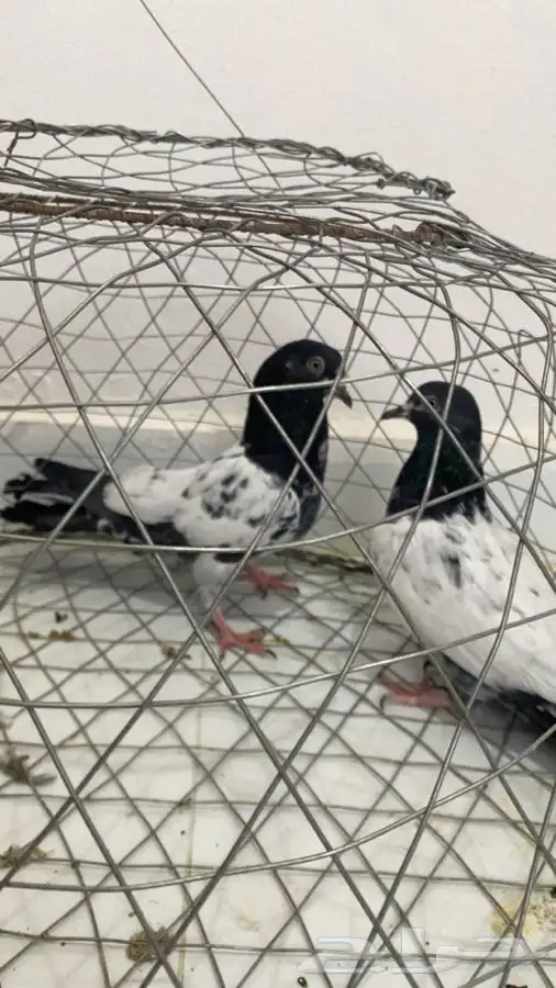 زوج تيدي بعياله 1