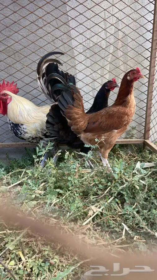 دجاج بلدي 3