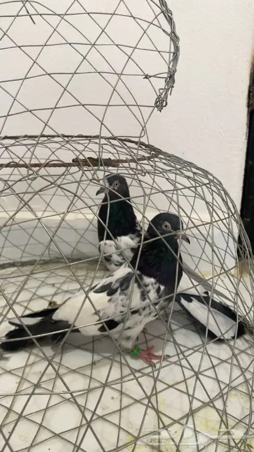 زوج تيدي بعياله 0