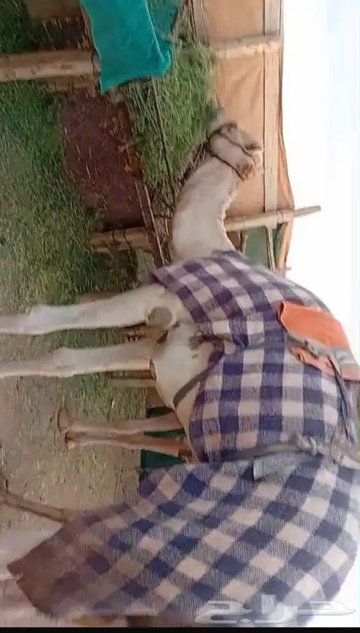 قعود ثني للبيع سبوق بيده وطابع شرط 3