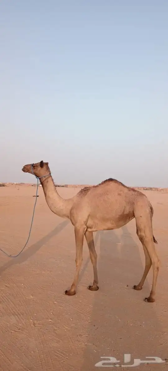 الأب مياس  الأم بنت جلمود  سنها لقية 0