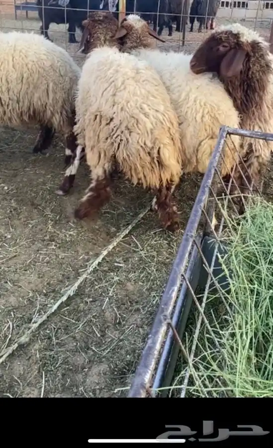 غنم 2