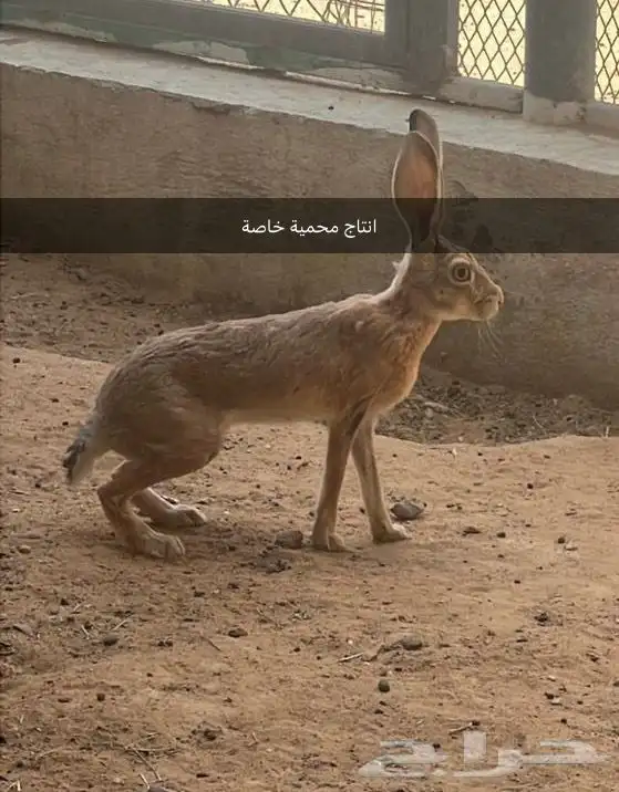 ارانب للبيع 0