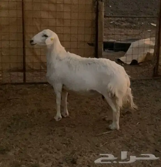 نعجة حايل شحم فل 3