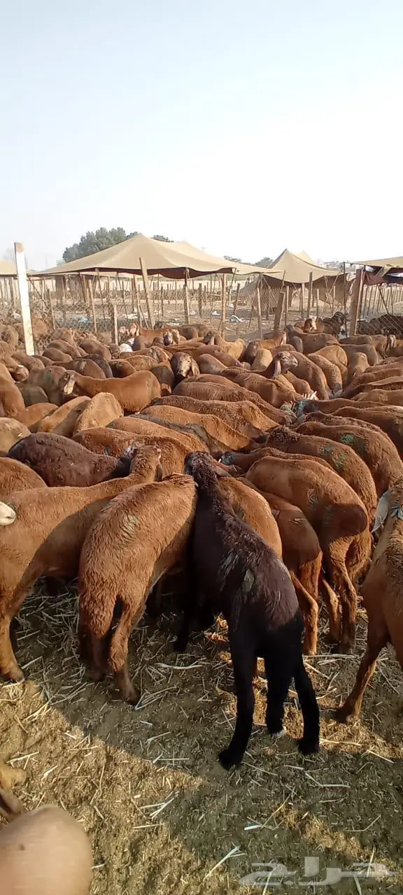 طليان سواكن حمر 760 1