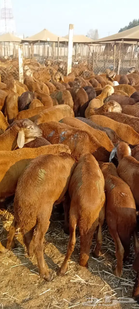 طليان سواكن حمر 760 0