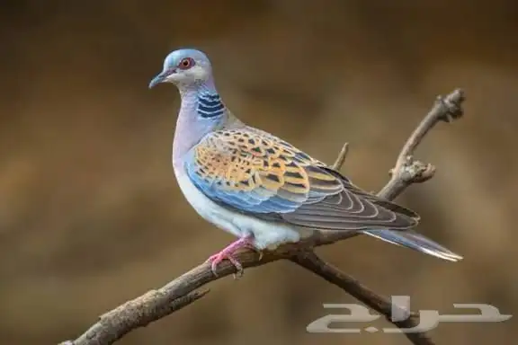 قمري 7 ازواج للبيع 0