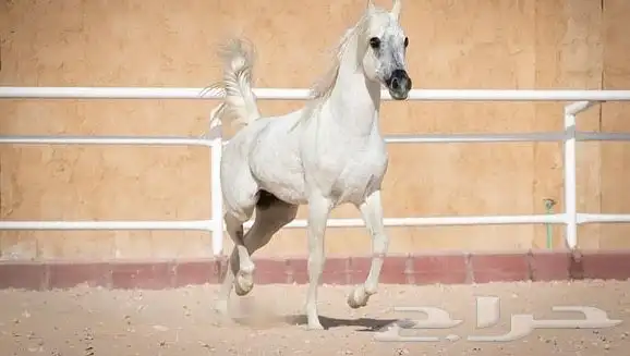 مربط الرفيع للخيول العربية الاصيلة 3