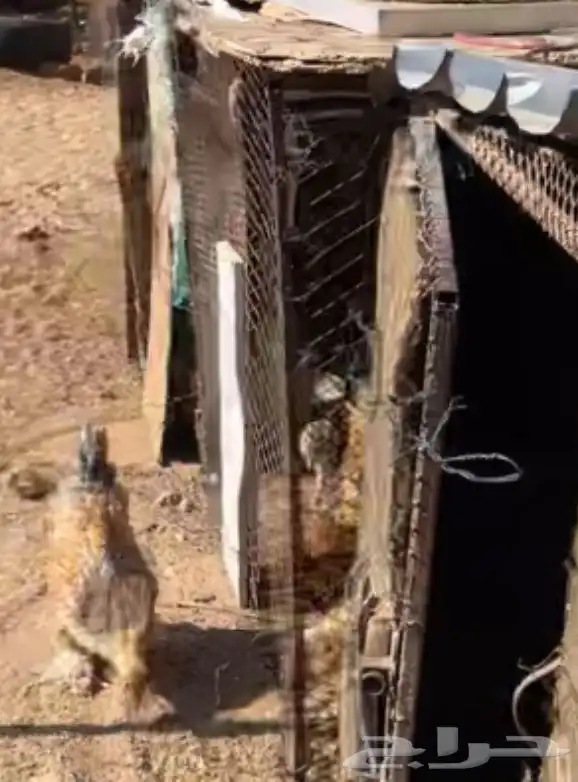 دجاج للبيع 0