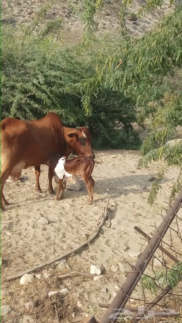 بقره للبيع 1