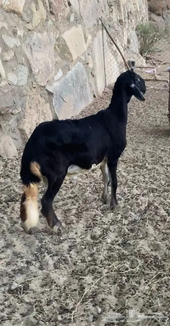 مشاريع فحول درمانية 0