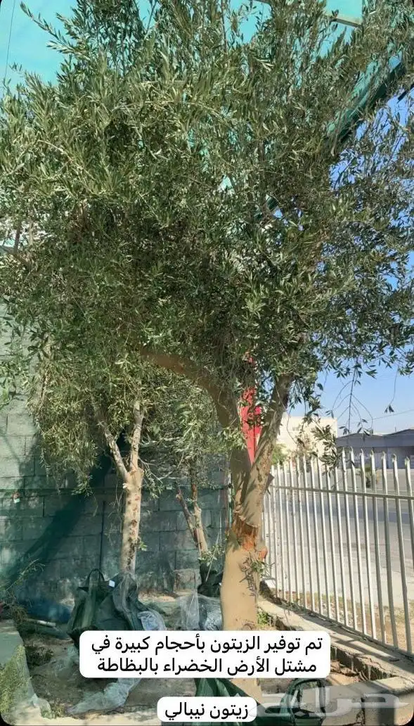 أشجار زيتون نيبالي 0