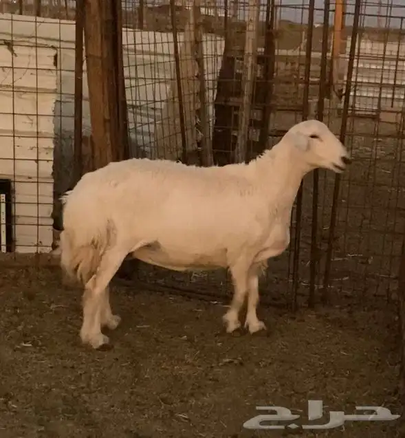 نعجة حايل شحم فل 4