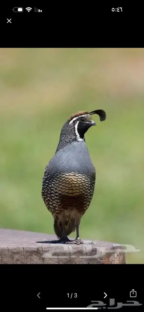 ذكر سمان كالفونيا 0