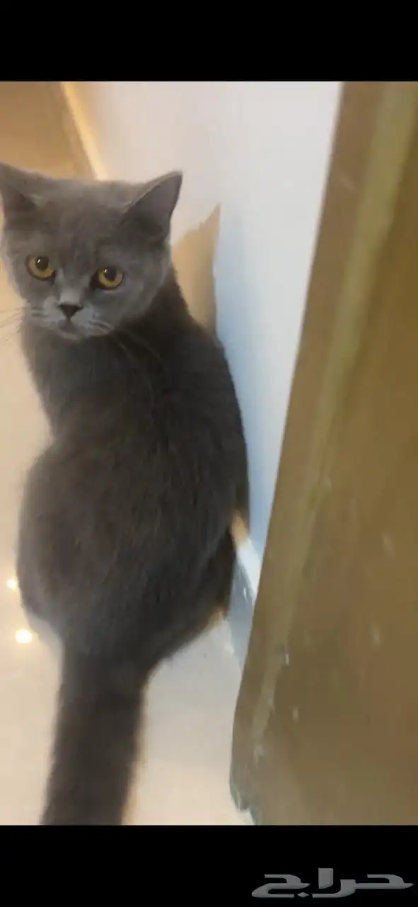 سكوتش ستريت 2