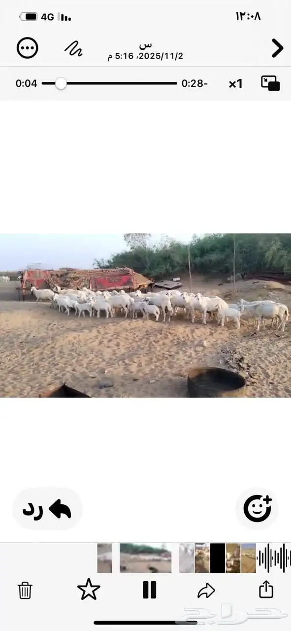 55راس مع 29 بهم شرق عسيلة 0